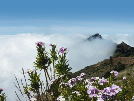 Blumeninsel Madeira